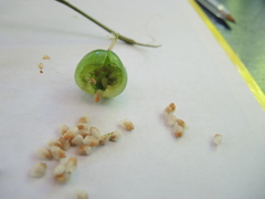 Passiflora viridiflora