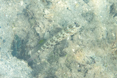 Ctenogobiops aurocingulus