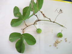 Passiflora viridiflora