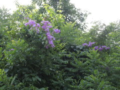Amphilophium