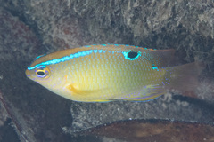 Chrysiptera unimaculata