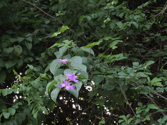 Amphilophium