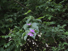 Amphilophium