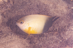 Chrysiptera unimaculata