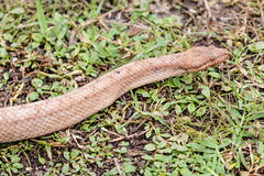 Tropidophis melanurus