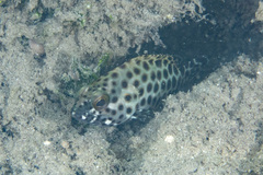 Epinephelus
