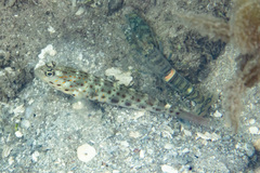 Ctenogobiops aurocingulus