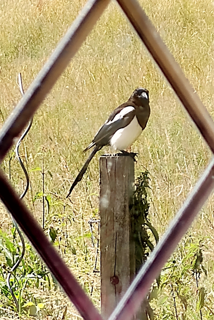 European magpie from Milton Street, Polegate on July 6, 2023 at 0338