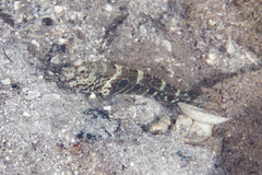 Cryptocentrus strigilliceps