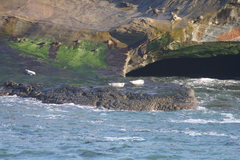 Phoca vitulina