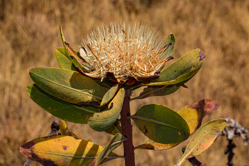 Protea madiensis subsp. madiensis image