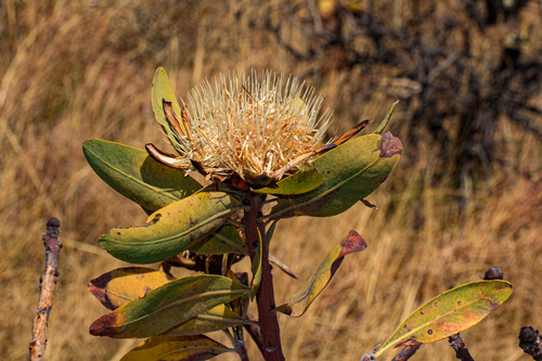 Protea madiensis subsp. madiensis image