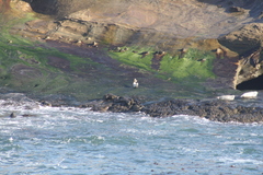 Phoca vitulina