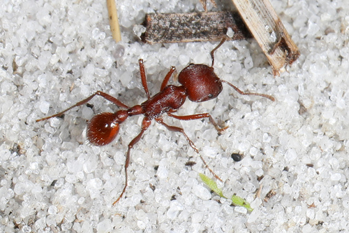 Florida Harvester Ant