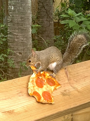 Eastern Gray Squirrel photographed in Florida