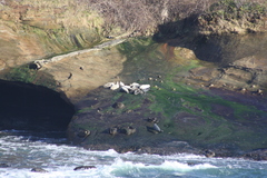 Phoca vitulina