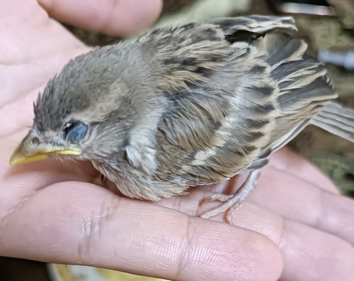 House Sparrow