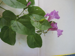 Amphilophium
