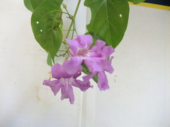Amphilophium