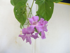 Amphilophium