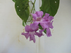 Amphilophium