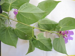 Amphilophium