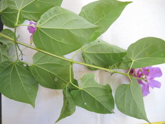 Amphilophium