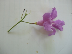 Amphilophium