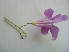Amphilophium