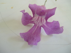 Amphilophium