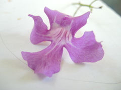 Amphilophium