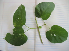 Amphilophium
