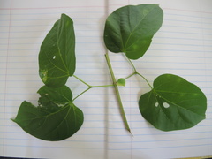 Amphilophium