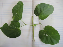 Amphilophium