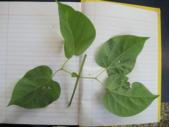 Amphilophium