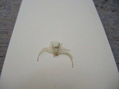 Misumenoides