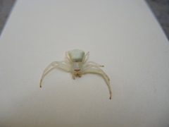 Misumenoides