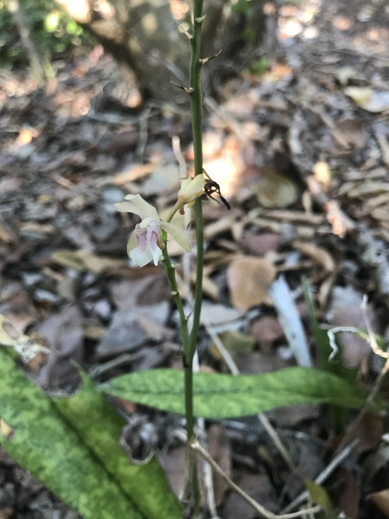 Orquídea monja africana desde Windley Key Fossil Reef Geological State  Park, Islamorada, FL, US el 31 de diciembre de 2018 a las 03:46 PM de Paul  Marcum · NaturaLista Mexico