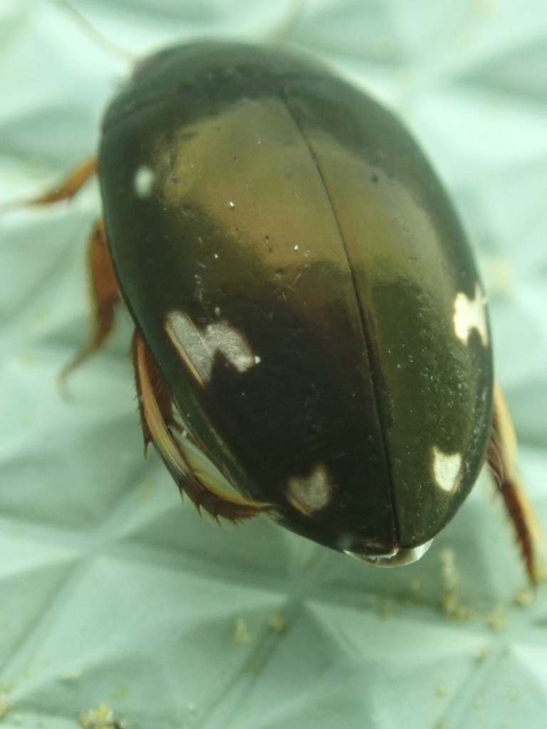 Agabus didymus