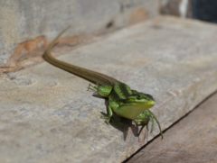 Liolaemus cyanogaster