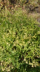 Heliotropium messerschmidioides