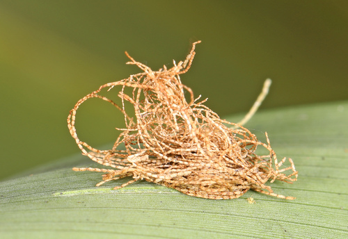 Palmetto Tortoise Beetle photo 3