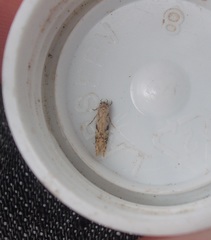 Crypsitricha mesotypa