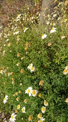 Argyranthemum frutescens succulentum