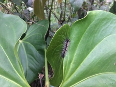 Lepidoptera
