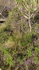Lavandula canariensis