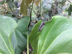 Lepidoptera