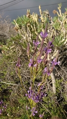 Lavandula canariensis