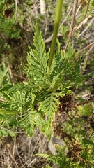 Lavandula canariensis