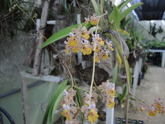 Trichocentrum andreanum